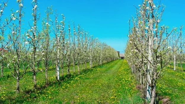 🌳 Servicii de grădinărit profesionale 🌿